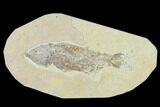 Bargain, Fossil Fish (Mioplosus) - Wyoming #138721-1
